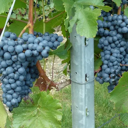 Noerpel Lejlighed Igersheim